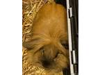 Adopt Bunny (courtesy post) a Lionhead, Lop Eared