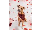 Adopt Peaches a Pit Bull Terrier