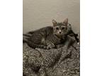 Adopt Valentina a Domestic Short Hair