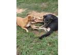 Adopt George and Molly a German Shepherd Dog, Mixed Breed