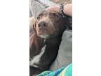 Adopt Bella a Labrador Retriever, Border Collie