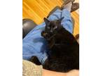 Adopt Pema a Domestic Short Hair