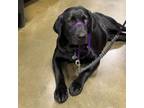 Adopt Chimera a Black Labrador Retriever, Husky