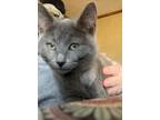 Adopt Dove a Domestic Medium Hair