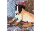 Adopt Laney a Bull Terrier, American Bully