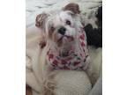 Adopt Abby a Yorkshire Terrier