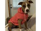 Adopt Myia Peach a Pit Bull Terrier