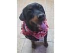 Adopt Bonnie a Rottweiler