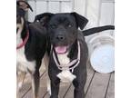 Adopt Shirley a Black Labrador Retriever, American Staffordshire Terrier