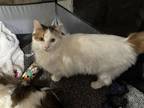 Adopt Delilah - bonded with Samson a Domestic Long Hair