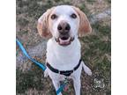 Adopt Inca a Foxhound