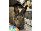 Adopt Bunanessa a Bunny Rabbit