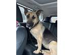 Adopt Parsley a German Shepherd Dog