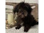 Maltipoo Puppy for sale in Sharon, KS, USA