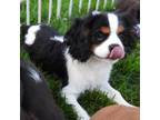Cavalier King Charles Spaniel Puppy for sale in Carlisle, KY, USA
