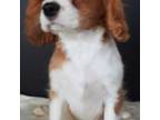 Cavalier King Charles Spaniel Puppy for sale in Carlisle, KY, USA