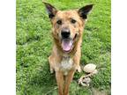 Adopt Brutus a German Shepherd Dog, Mixed Breed