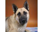 Adopt Rocky a German Shepherd Dog