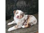Australian Shepherd Puppy for sale in Asheville, NC, USA