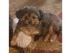 Mutt Puppy for sale in Vancouver, WA, USA