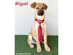Adopt Miguel a German Shepherd Dog, Labrador Retriever