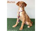 Adopt Mateo a Labrador Retriever, German Shepherd Dog