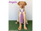 Adopt Angelo a Labrador Retriever, German Shepherd Dog