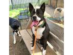 Adopt SHOWTIME a Border Collie, Mixed Breed