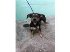 Adopt JUSTIN a Miniature Pinscher