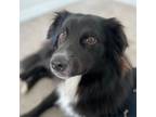 Adopt BENNY a Australian Shepherd