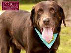 Adopt Gunner a Labrador Retriever