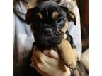 Olde English Bulldogge Puppy for sale in Grand Blanc, MI, USA