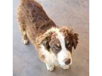 Australian Shepherd Puppy for sale in Snowflake, AZ, USA