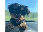 Yorkshire Terrier Puppy for sale in Harriman, TN, USA