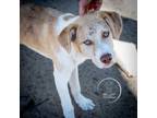 Adopt Ripley (R-Litter) a Great Pyrenees, Labrador Retriever