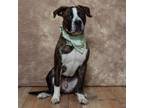 Adopt Buster Brown a Brindle American Pit Bull Terrier / Boxer / Mixed dog in