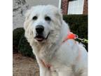 Adopt Oso Blanco a Great Pyrenees