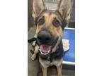 Adopt Freya a Black - with Tan, Yellow or Fawn German Shepherd Dog / Mixed dog