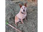 Adopt Red Ryder a Australian Cattle Dog / Blue Heeler