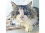 Adopt Prince a Domestic Long Hair