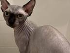 Bambino Sphynx Male Cat Black Solid Color