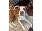 Adopt Chili Dog a Pit Bull Terrier, Mixed Breed