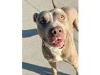 Adopt Jack Sparrow a Pit Bull Terrier, Mixed Breed