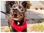 Adopt Teddy-1 a Black - with White Labrador Retriever / Pit Bull Terrier dog in
