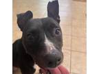 Adopt Freddy a Black Labrador Retriever / Mixed dog in Columbus, GA (37598743)