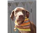 Adopt Hershey a Brown/Chocolate - with White Chesapeake Bay Retriever / Pointer