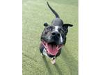 Adopt Ritzz a Pit Bull Terrier, Mixed Breed