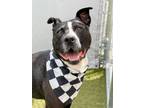 Adopt Ritzz a Pit Bull Terrier, Mixed Breed