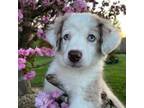 Australian Shepherd Puppy for sale in Willis, VA, USA