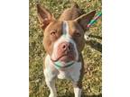 Adopt Lucky a Pit Bull Terrier, Mixed Breed